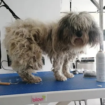 Fryzjer kota królika i psa.Kundel Bury&Wściekły Kot.Groomer dla zwierząt.Koci fryzjer.Fryzjer królika.